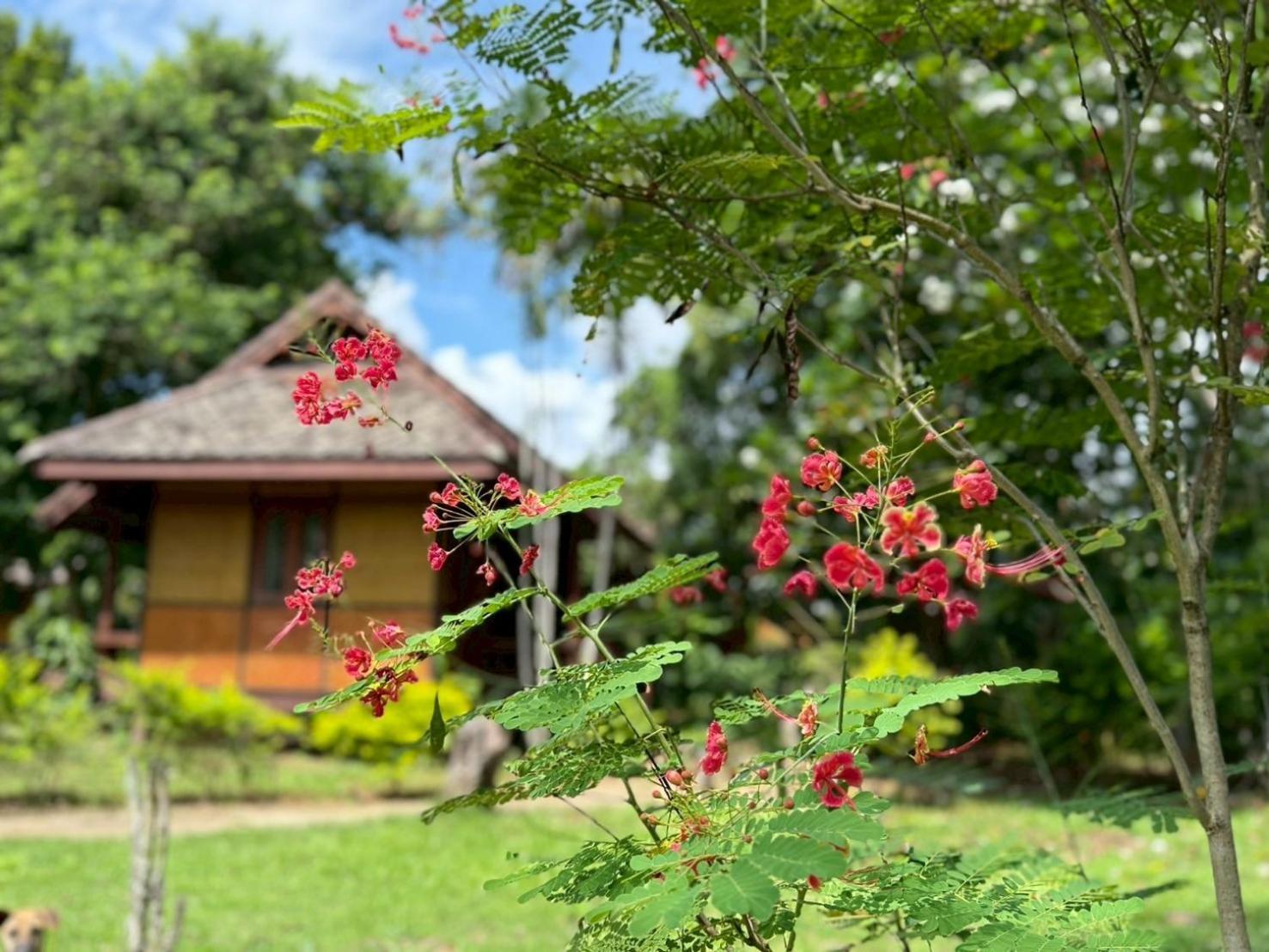 โรงแรมบ้านกระทิง รีสอร์ท ปาย